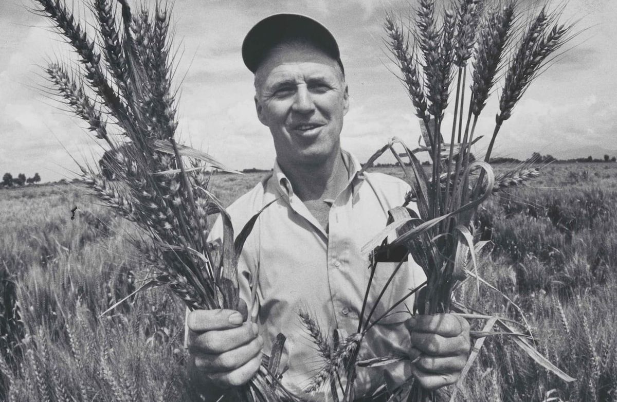 Norman Borlaug: The Man Who Made Wheat Smaller and Bellies Fuller