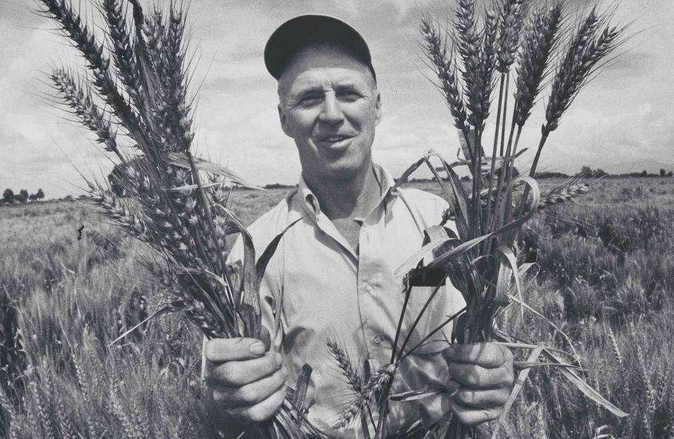 Norman Borlaug: The Man Who Made Wheat Smaller and Bellies Fuller