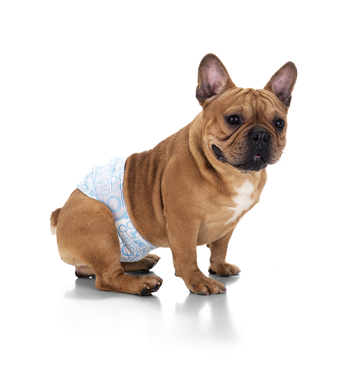 Dog’s Care aposta em fraldas para cães e conquista o mercado pet