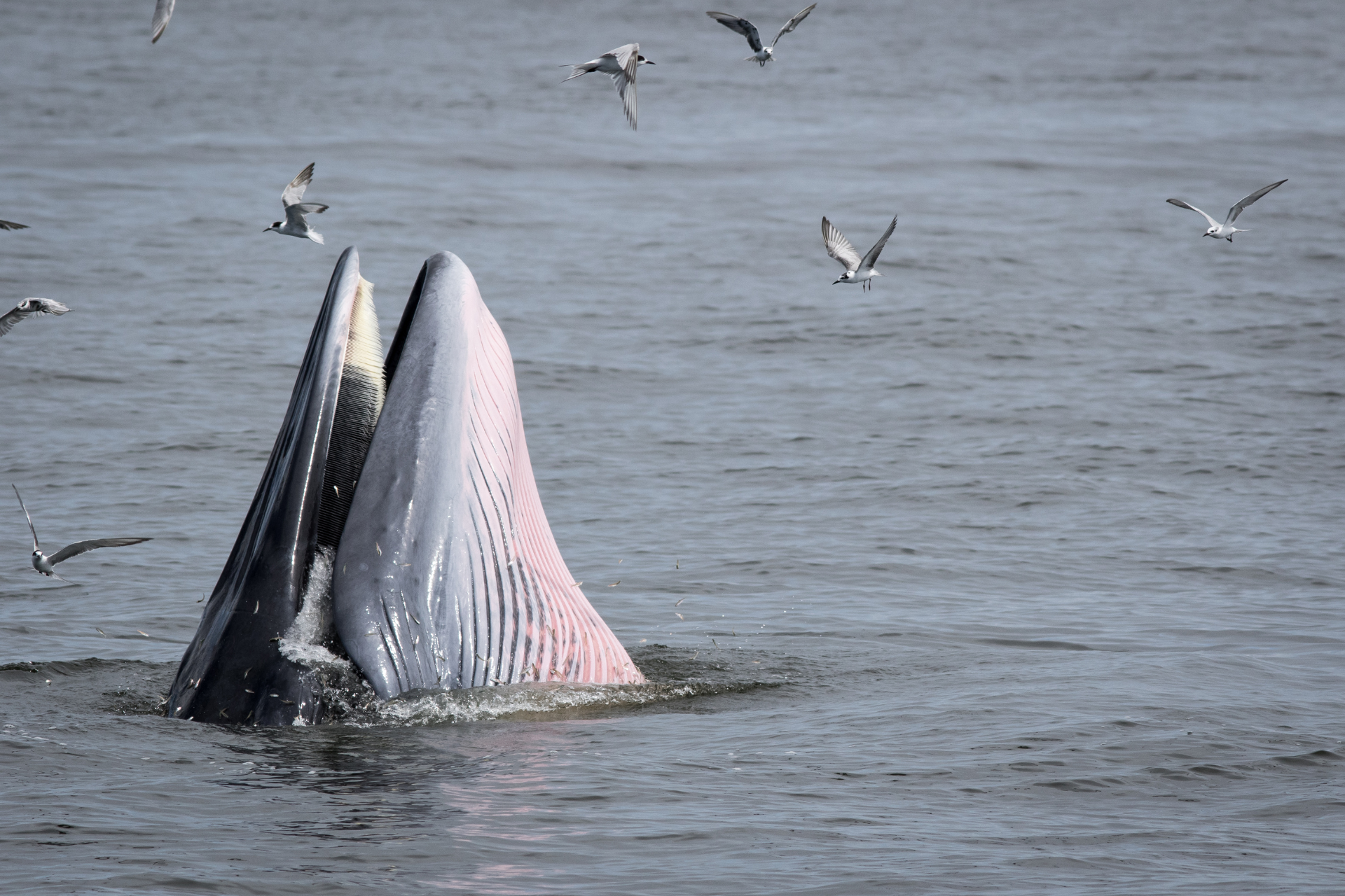 A Bryde's whale feeding near Mirissa Sri Lanka