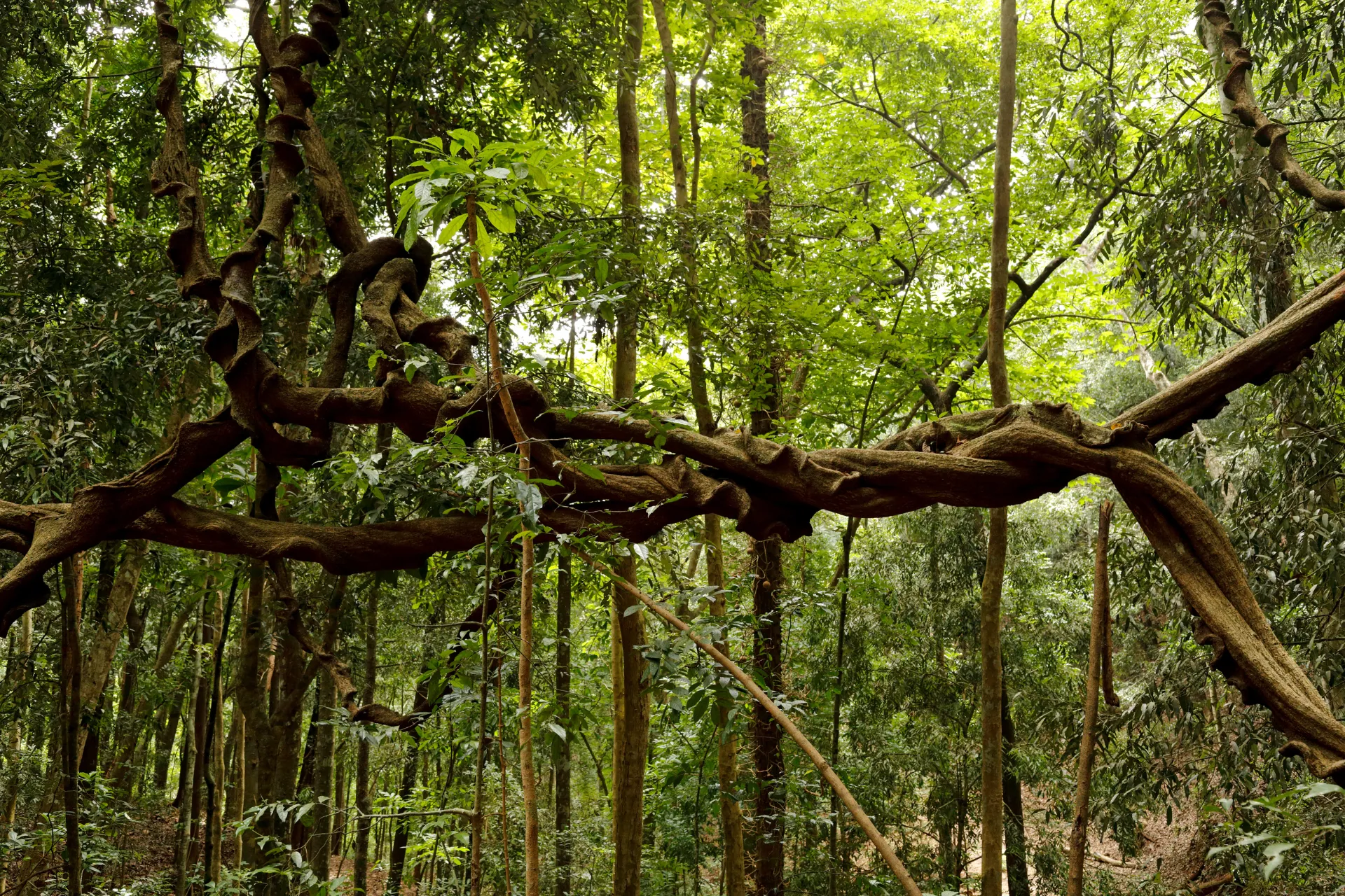 The Giant Liana at the Udawattakele Sanctuary in Kandy, Sri Lanka.
