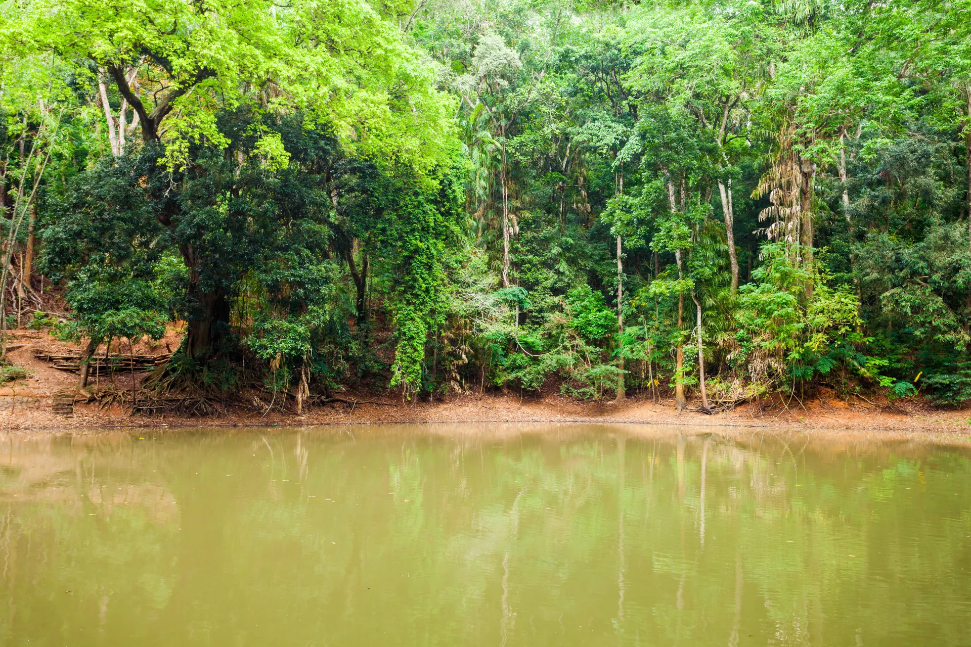 The Royal pond at the Udawattakele Sanctuary in Kandy, Sri Lanka.