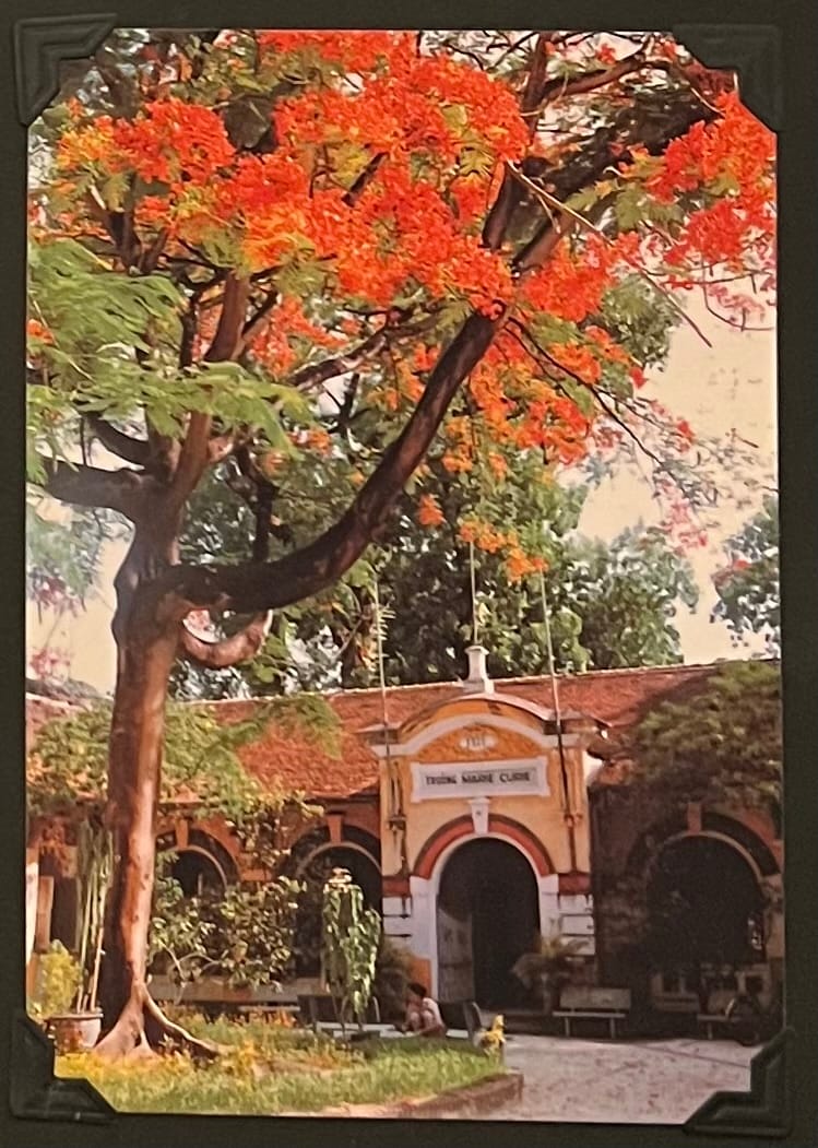 This postcard features the Ho Chi Minh City Museum (formerly the Gia Long Palace) with a flame tree in the foreground, a scene that encapsulates the architectural and natural beauty of Saigon in the mid-1990s. The sign “TRƯỜNG MẪU GIÁO” (Kindergarten School) suggests the building’s use at the time the image was taken, though by 1995 it was primarily a museum. (April 30, 1995)