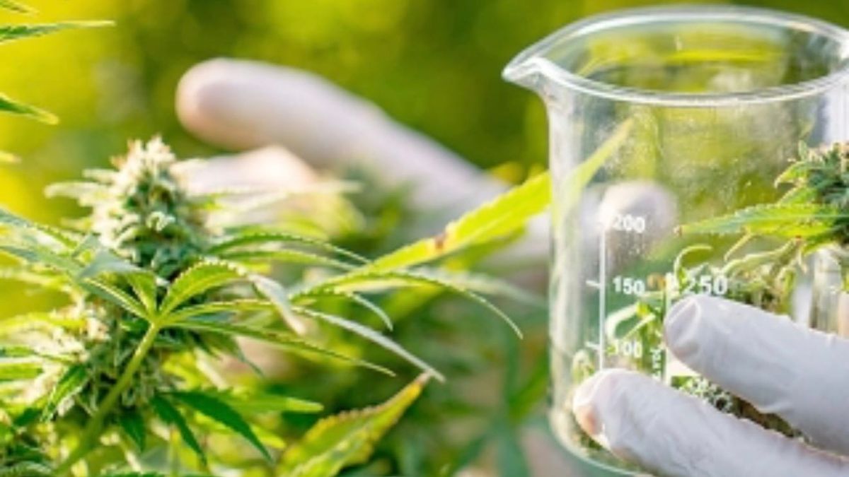 Sunday Briefing: Child Abuse Guilty Plea, Cannabis at $3.3B, KitKat Heist