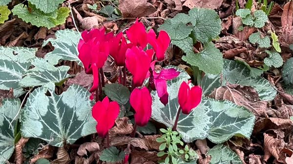 Words in Edgewise News Roundup - December 28, 2025