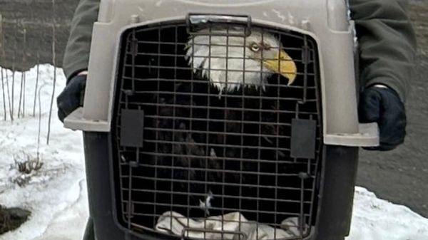 Sunday Briefing: Late CCA Filing, Westchester Power Decline, New Rochelle BOE FOIL Case