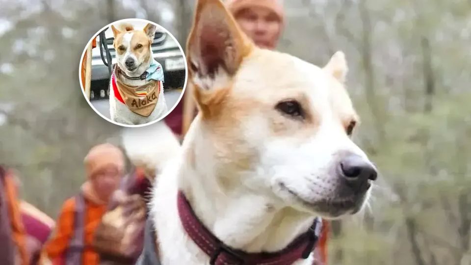 The Most Famous Dog In the World Is Walking for Peace Across America and He Was Once a Stray In India