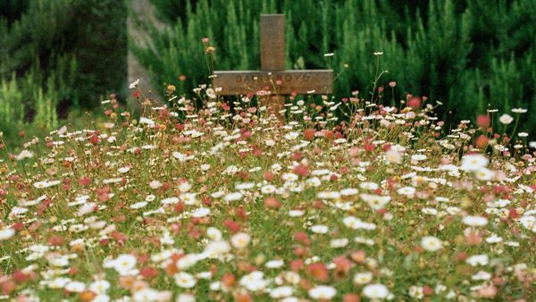 flowers in graveyard