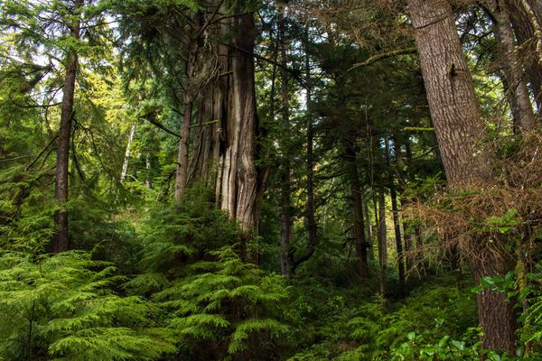 Finding the Arcadia Cedar