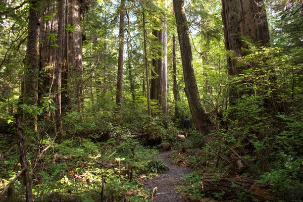 I Like My Cedars BIG