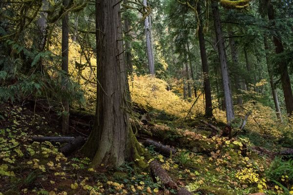This is not junk mail, this is pictures of yellow leaves.