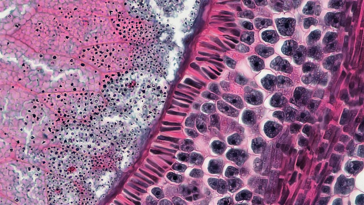 Reseña del Libro: "Stevens & Lowe. Histología Humana"