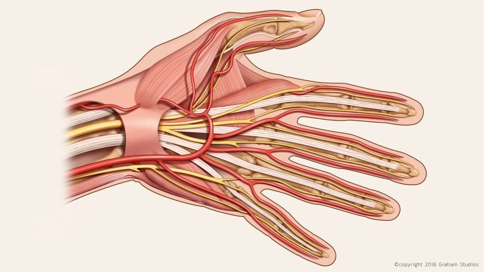 Los Héroes Ocultos de la Medicina: Cómo los Ilustradores Médicos Transforman la Salud