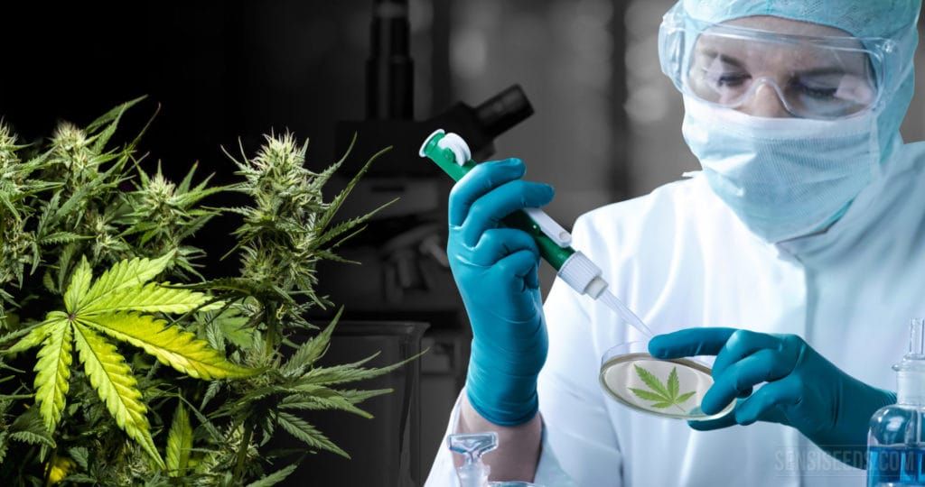 🌿 Cannabis terapéutico: ¿medicina prometedora o riesgo silencioso?