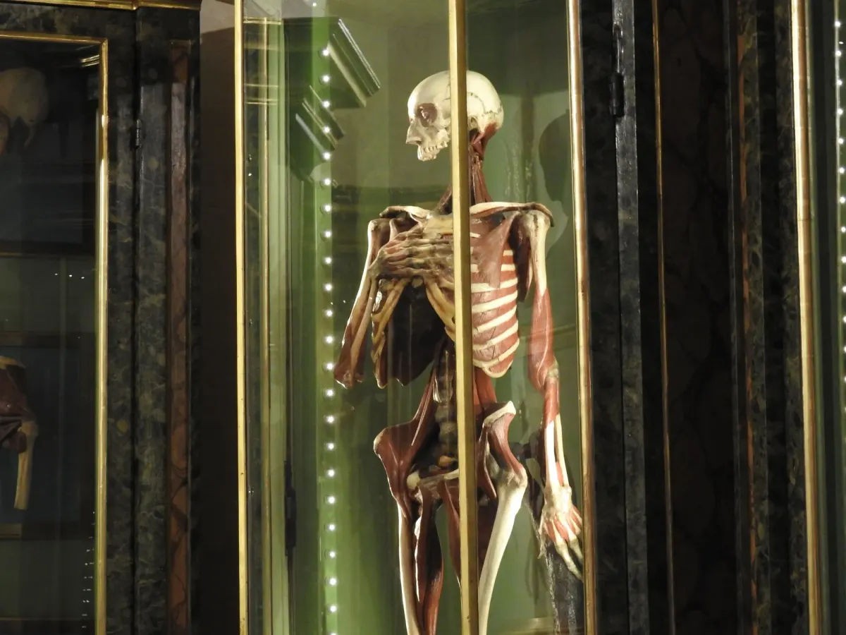 El Cuerpo, Reconstruido: Una Historia de los Modelos Anatómicos