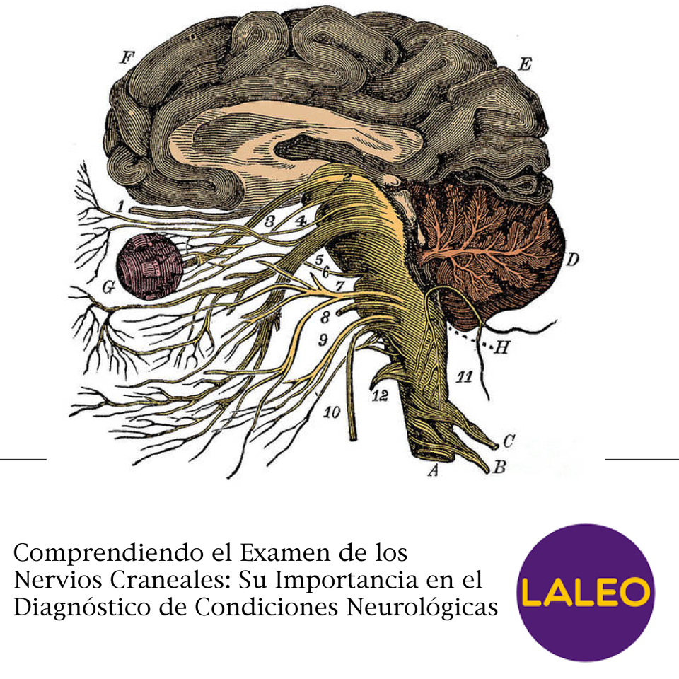 Comprendiendo el Examen de los Nervios Craneales: Importancia en la Formación Médica