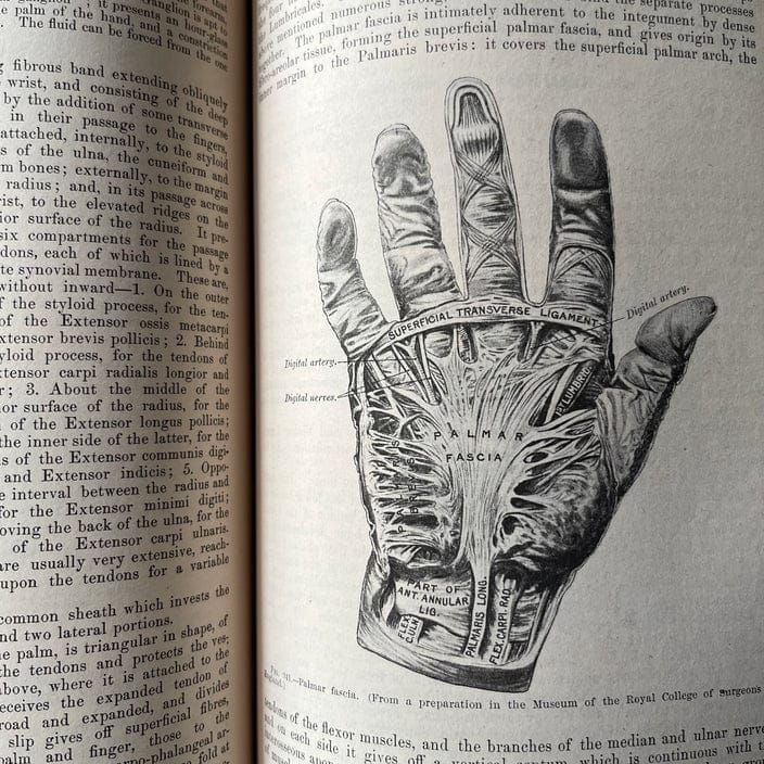 La historia de Gray's Anatomy: cómo un libro de texto del siglo XIX se convirtió en "la biblia de los médicos"