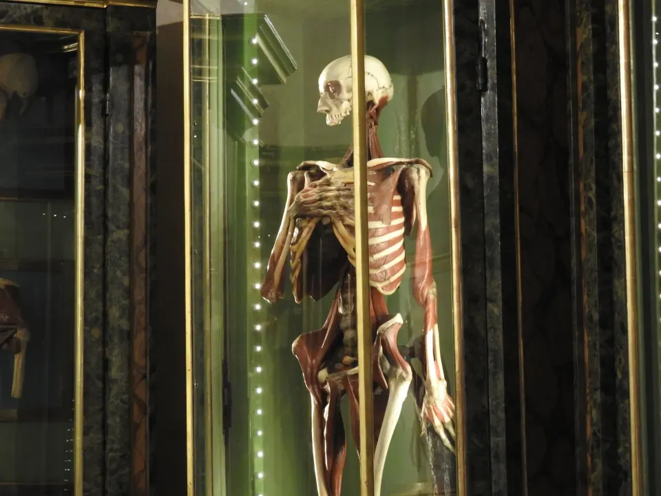 El Cuerpo, Reconstruido: Una Historia de los Modelos Anatómicos