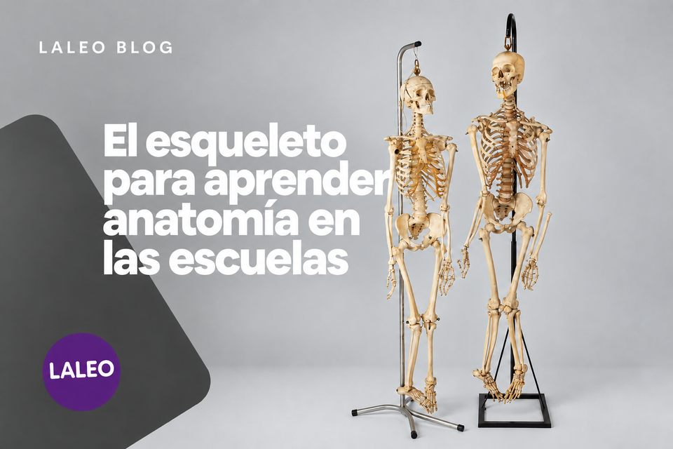 El primer esqueleto para aprender anatomía en las escuelas