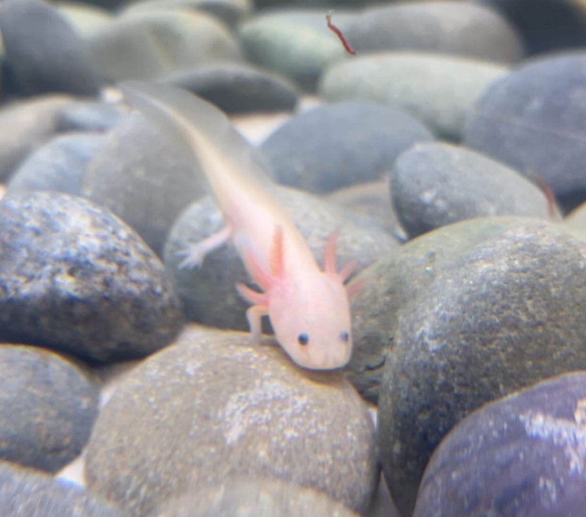 Ribbon Cutting for Riley the Axolotl