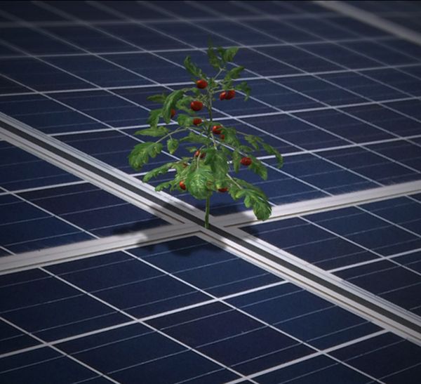 Não comemos painéis solares