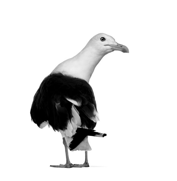 A Gaivota