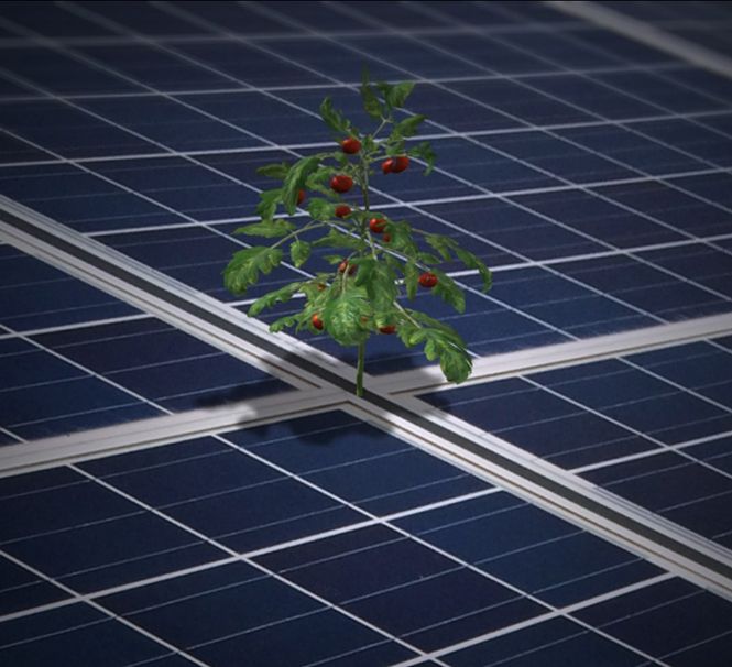 Não comemos painéis solares