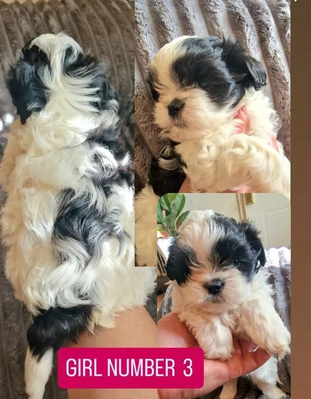 Hi, we have 3️⃣Lovely puppies Girls