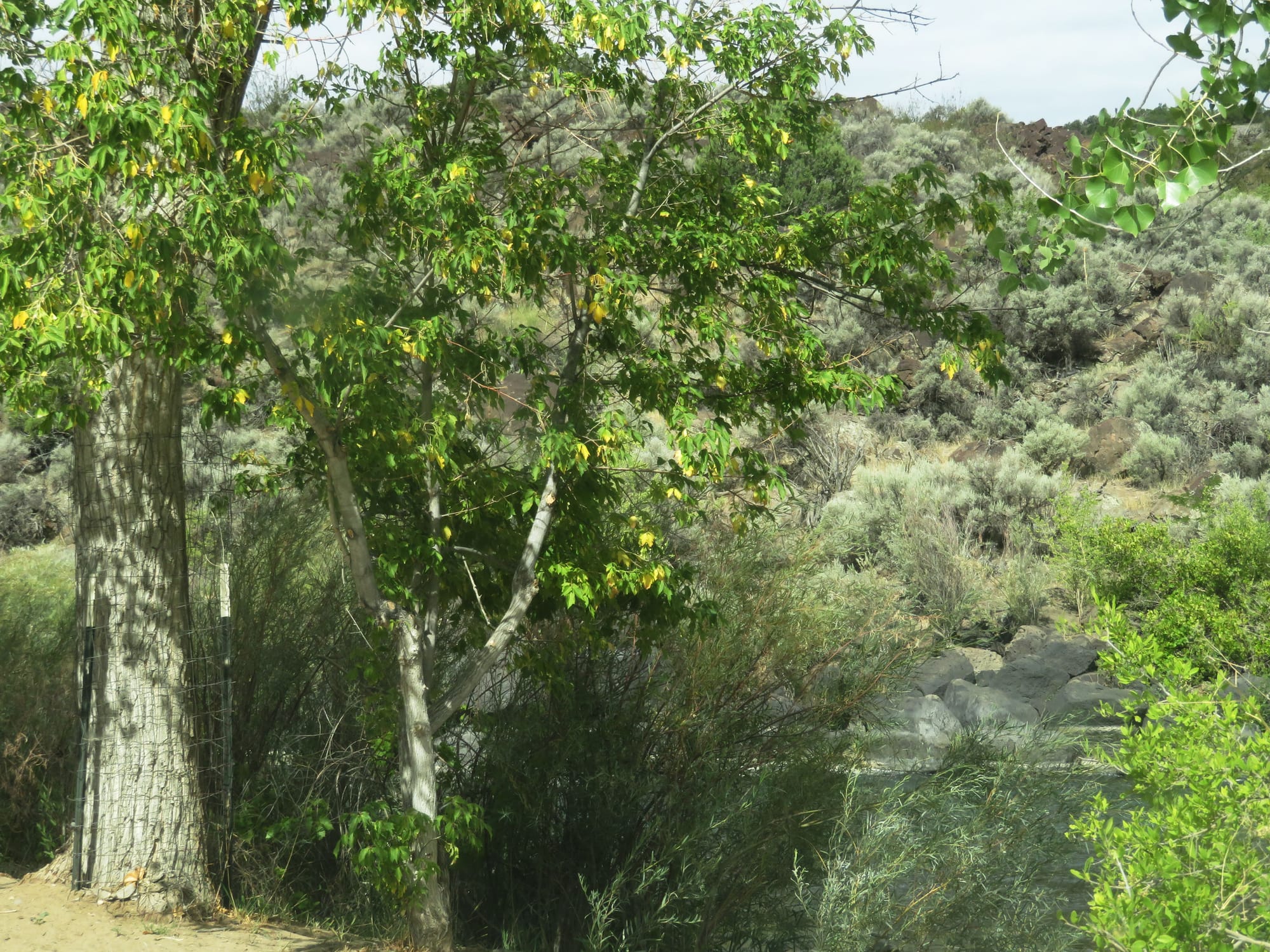 Hunting Garnets in the Rio Grande River