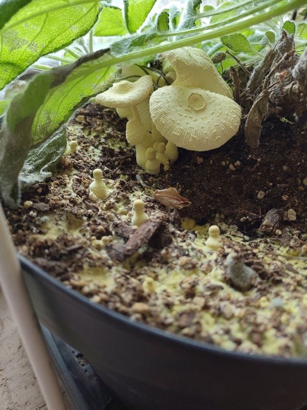 Leucocoprinus birnbaumii - Flowerpot Parasol, a gilled mushroom (toxic if ingested)