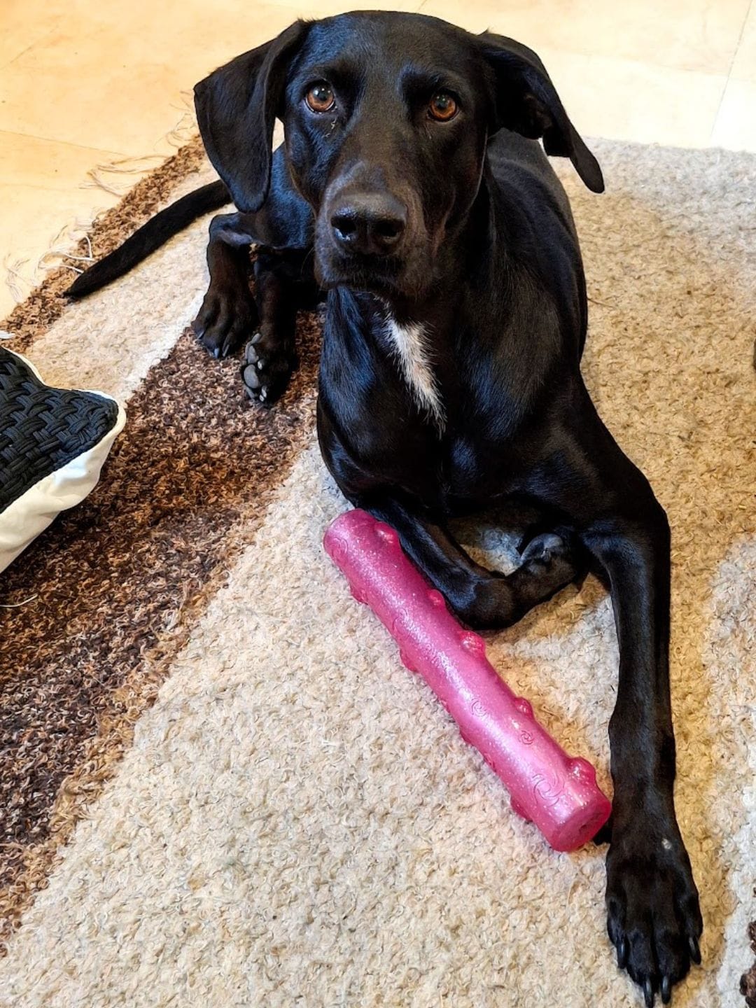 A large black dog with short hair, floppy ears and large brown eyes stares at the camera. Her feet are tucked behind her. She has a large pink toy in the shape of a sparkly stick. 