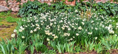 A mass of yellow and white daffodils in their prime in front of a red stone wall. It has recently rained.