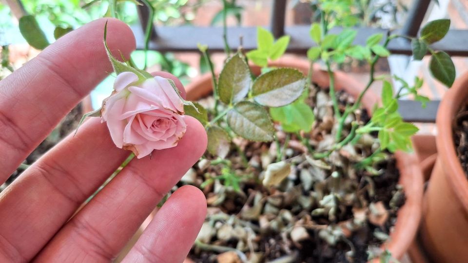A hand gently holding up a partially-open rose. In the background are a few new leaves, and lots of dead ones, in a terracotta pot.