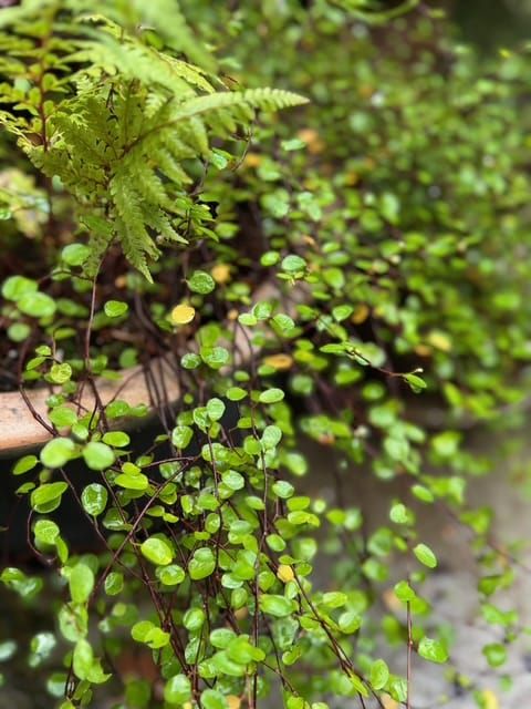Muehlenbeckia, groenblijvende vaste plant voor de schaduwtuin
