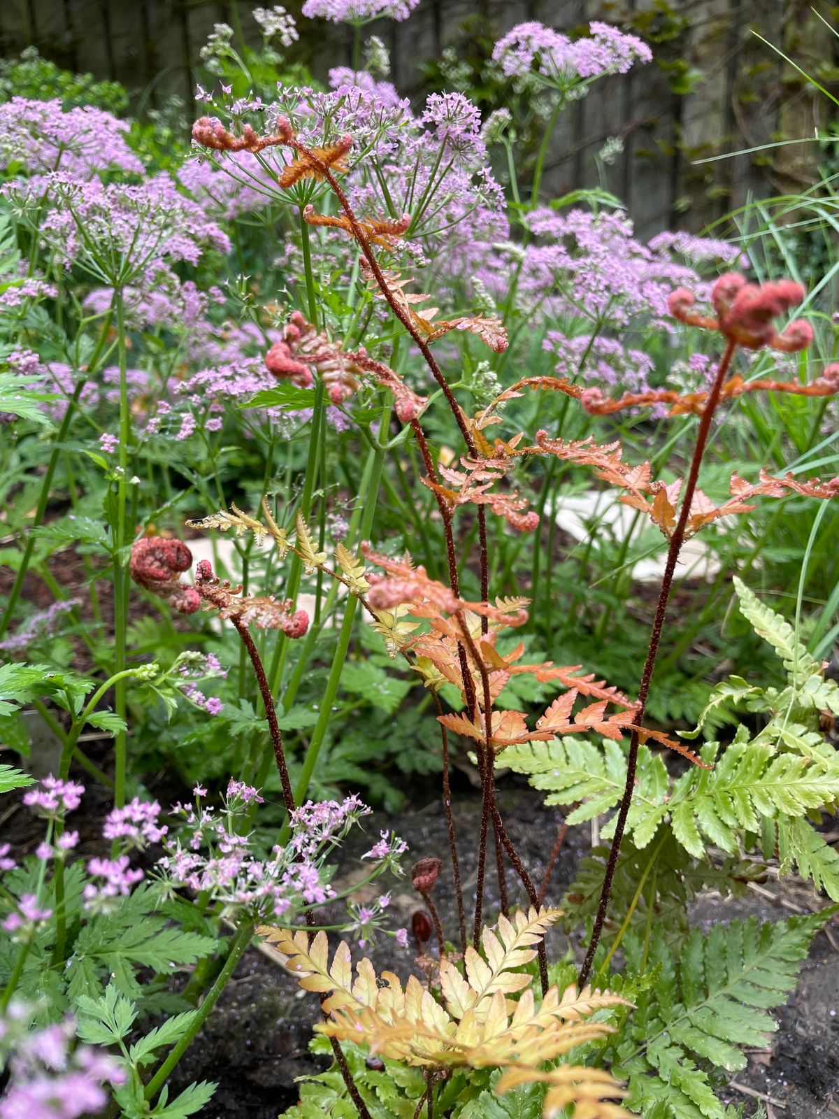 10 vaste planten voor een onderhoudsarme border in de schaduw