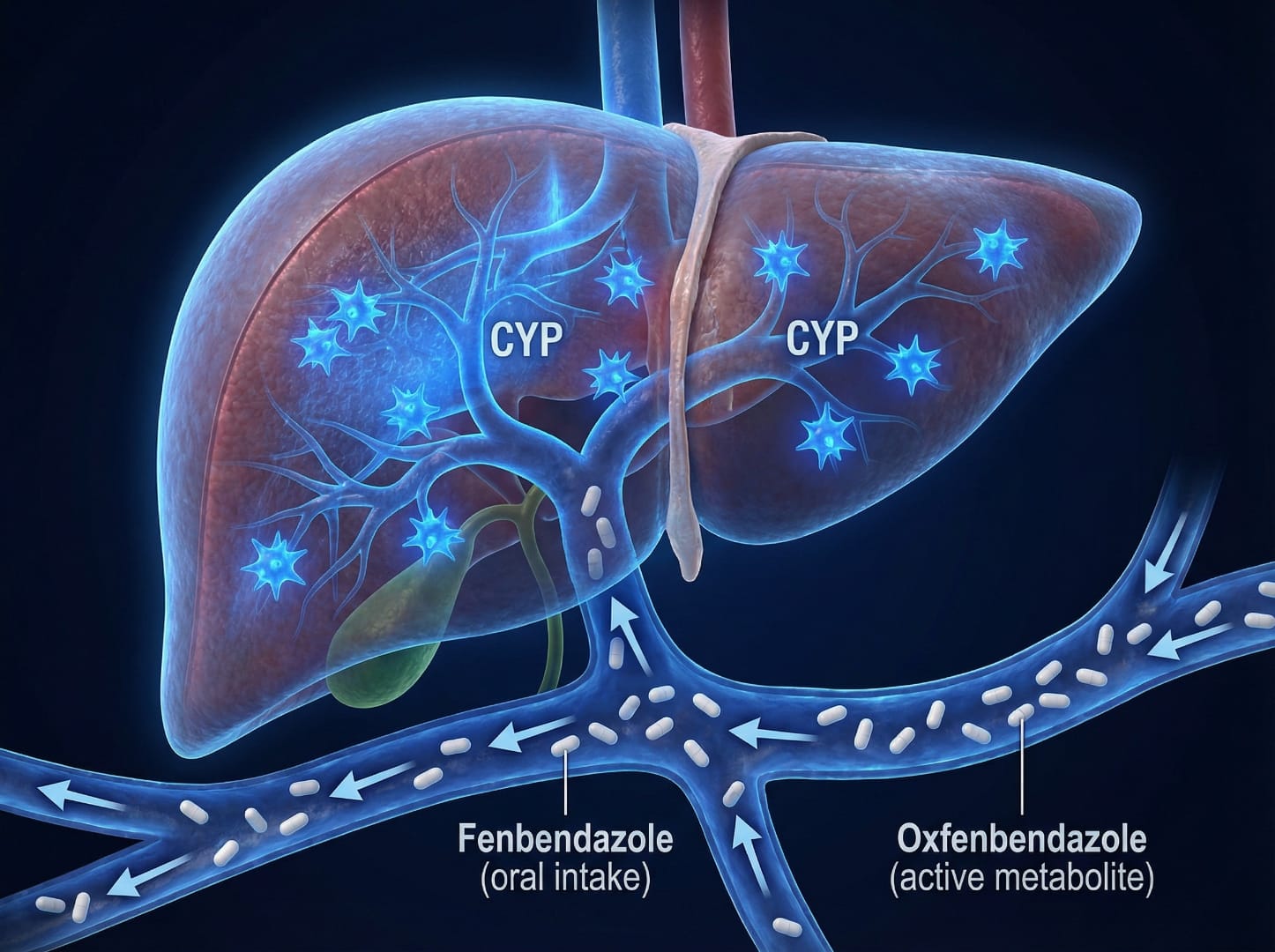 Fenbendazole liver metabolism via CYP450 enzymes converting to oxfenbendazole active metabolite