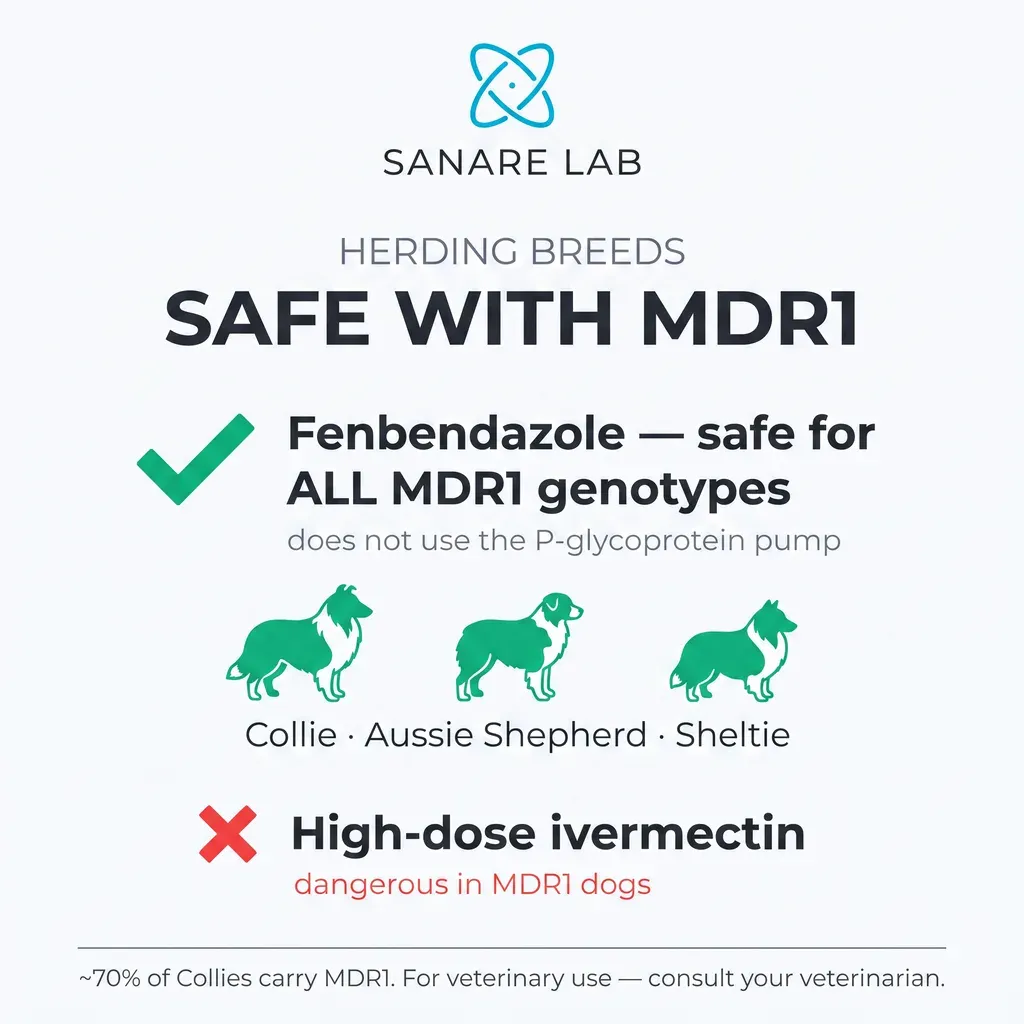 Fenbendazole MDR1 gene safety infographic — safe for all MDR1 genotypes including Collie, Australian Shepherd, and Sheltie herding breeds, does not use P-glycoprotein pump 2026