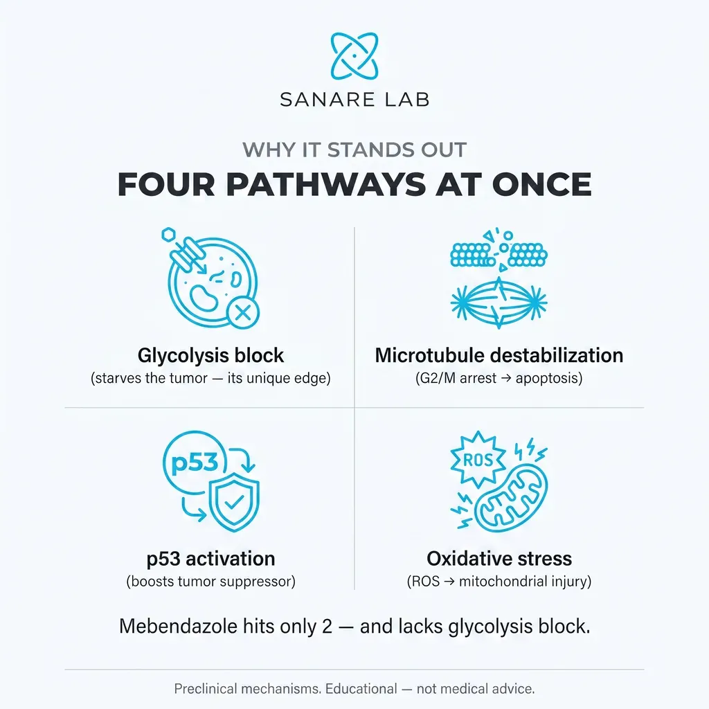 Fenbendazole four anti-cancer pathways at once: glycolysis block, microtubule destabilization, p53 activation and oxidative stress, while mebendazole hits only two
