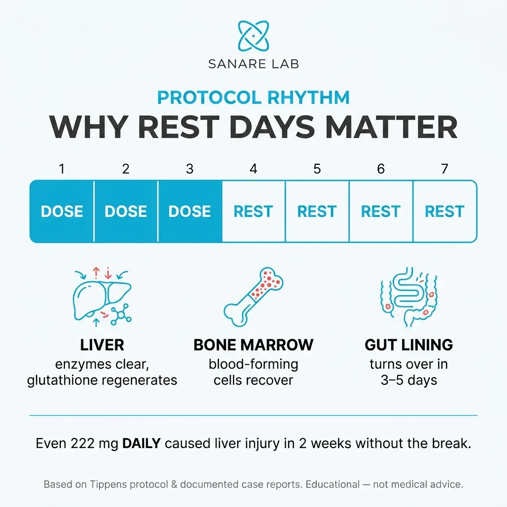 Fenbendazole 3-on-4-off protocol infographic explaining why rest days matter for liver recovery, bone marrow regeneration, and gut healing