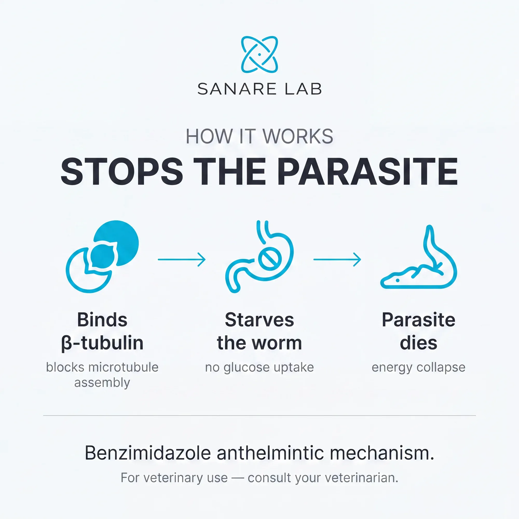 Fenbendazole mechanism of action: binds β-tubulin, starves the worm by blocking glucose uptake, leading to parasite death — benzimidazole anthelmintic 2026