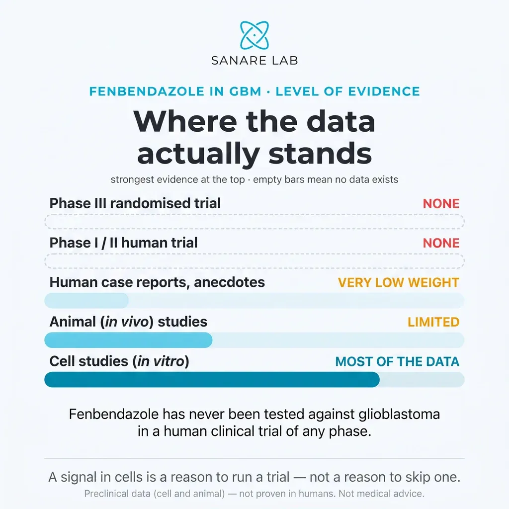 Evidence pyramid for fenbendazole in glioblastoma: no human trials, very-low-weight case reports, limited animal data, most evidence from cell studies.