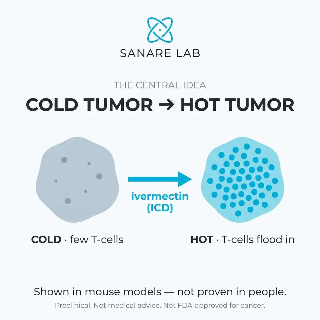 Illustration of a cold tumor with few T-cells converting into a hot tumor flooded with immune T-cells after ivermectin-induced immunogenic cell death.