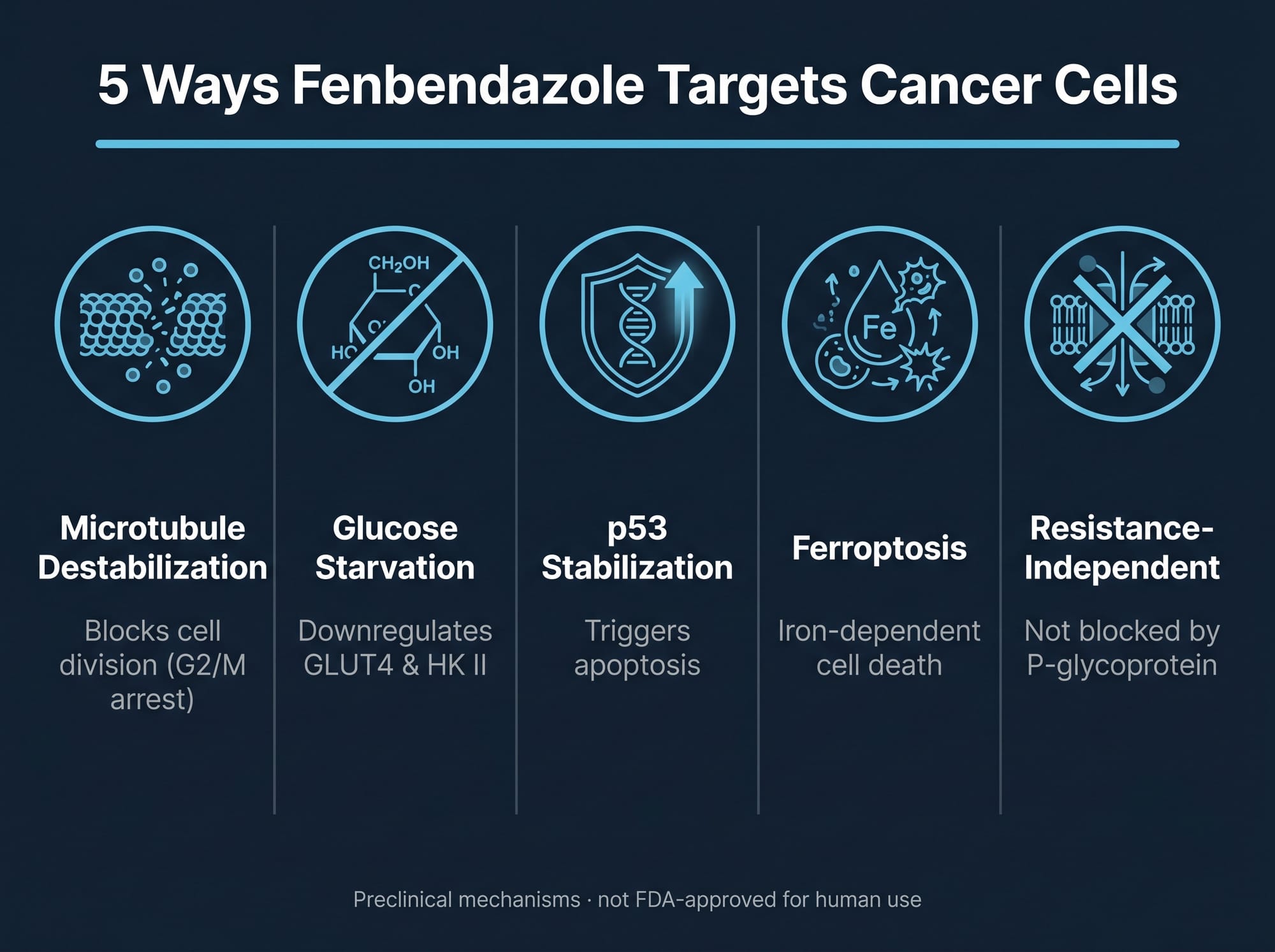 5 ways fenbendazole targets lung cancer cells - microtubule disruption, glucose metabolism inhibition, p53 stabilization, ferroptosis, P-glycoprotein independence