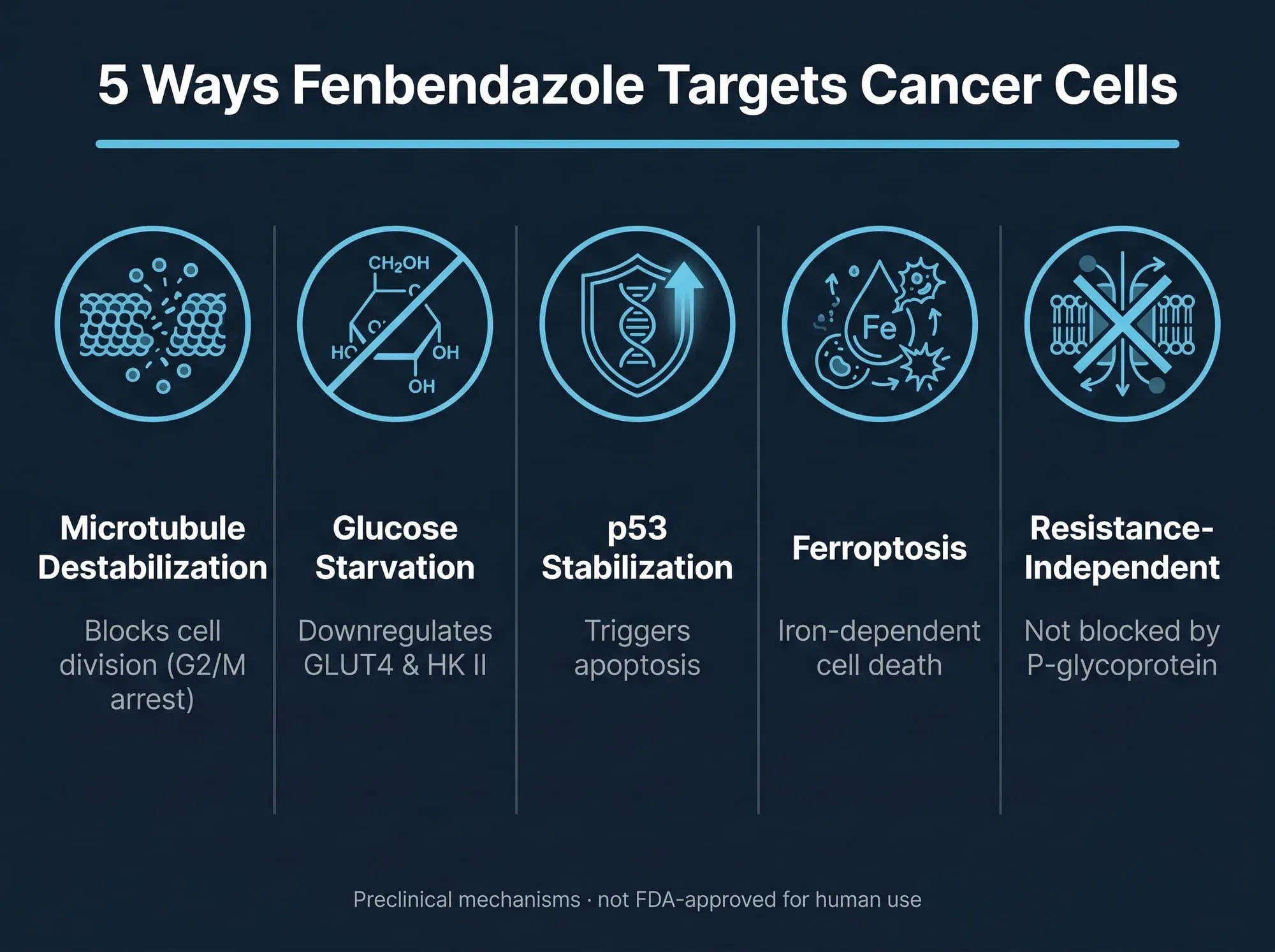5 ways fenbendazole targets lung cancer cells - microtubule disruption, glucose metabolism inhibition, p53 stabilization, ferroptosis, P-glycoprotein independence