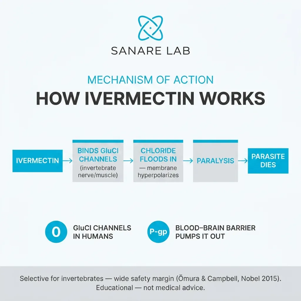 Ivermectin mechanism: binds glutamate-gated chloride channels in parasites causing paralysis, no effect on human neurons due to blood-brain barrier
