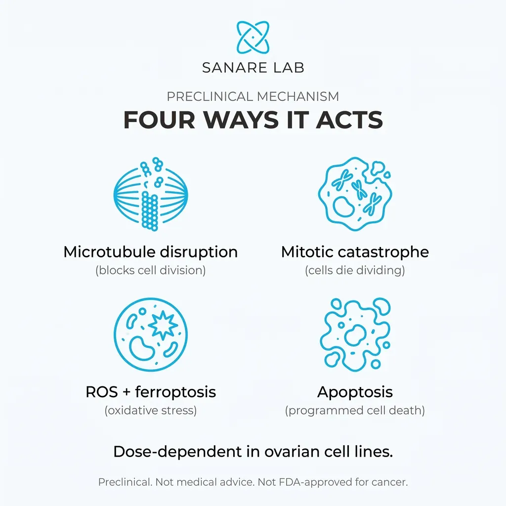 Four preclinical fenbendazole mechanisms in ovarian cell lines: microtubule disruption, mitotic catastrophe, ROS and ferroptosis, and apoptosis.