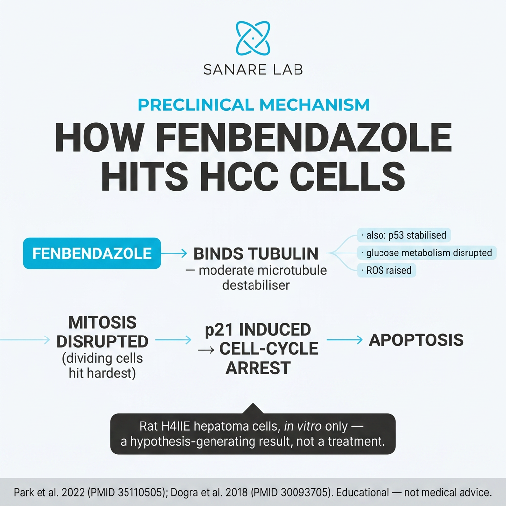 Diagram of how fenbendazole attacks liver cancer cells: binding tubulin, stabilizing p53, raising p21, and triggering apoptosis in HCC models