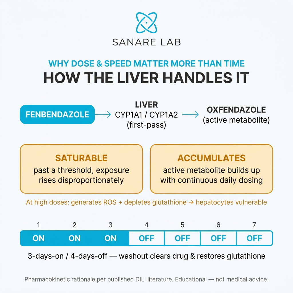 Infographic on how the liver processes fenbendazole via CYP1A1 and CYP1A2 into oxfendazole, with saturable metabolism and glutathione depletion