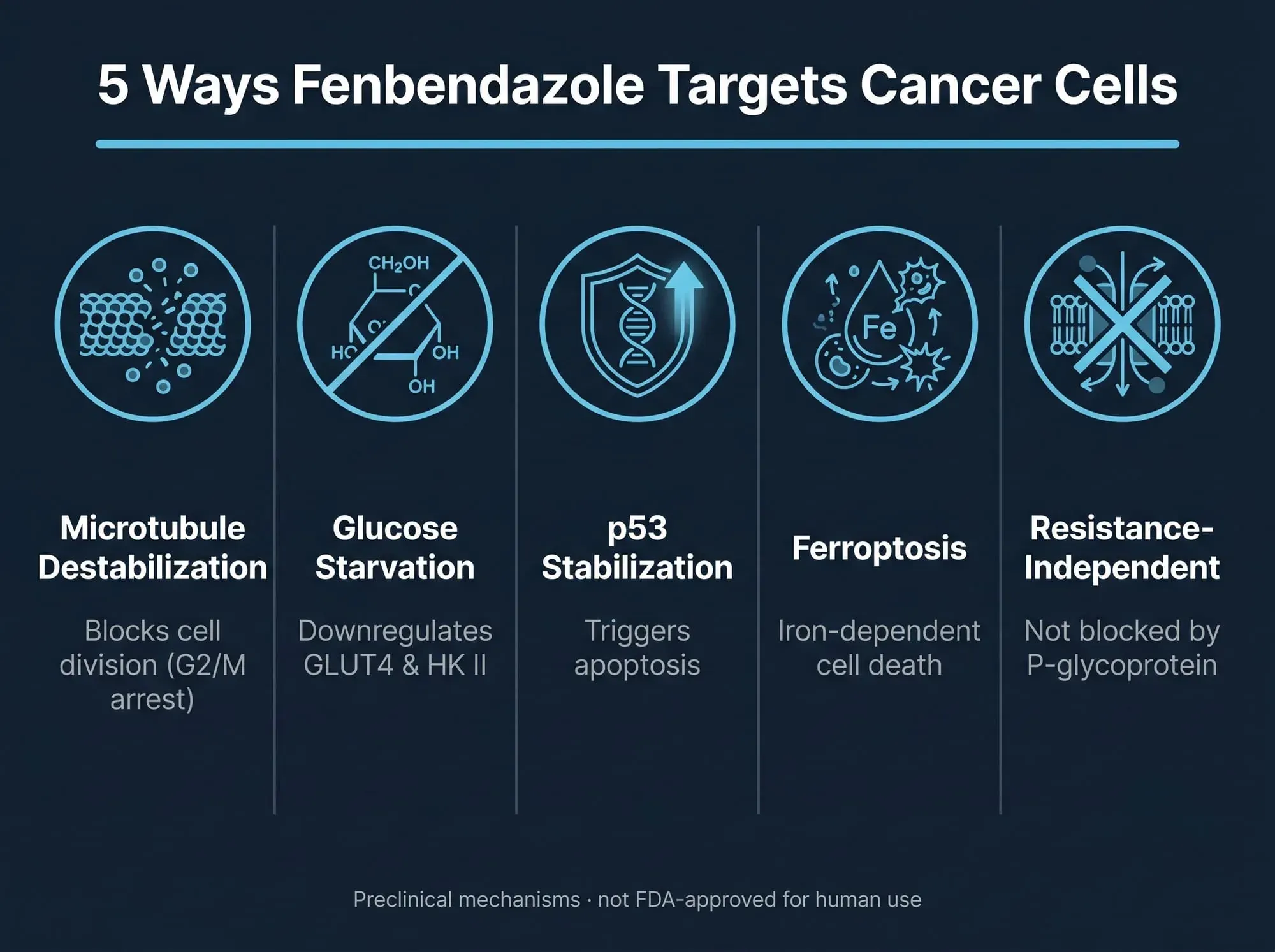 5 ways fenbendazole targets lung cancer cells - microtubule disruption, glucose metabolism inhibition, p53 stabilization, ferroptosis, P-glycoprotein independence