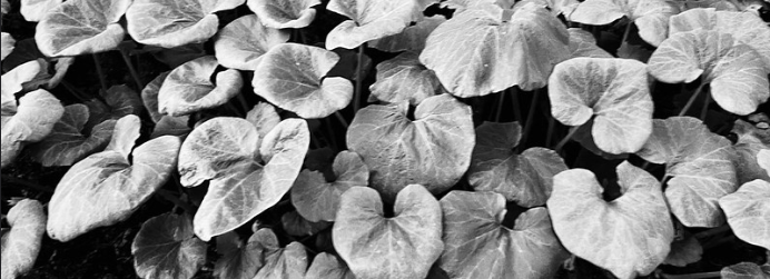 THIS GARDEN, LIVING AND DYING